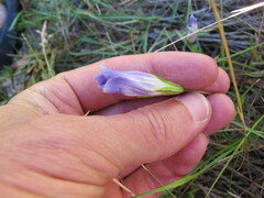 Gentianopsis holopetala