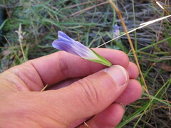 Gentianopsis holopetala