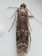 Euzophera semifuneralis