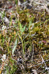 Gagea serotina