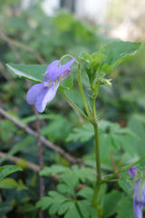Viola reichenbachiana