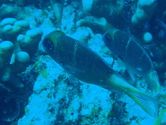 Monotaxis heterodon