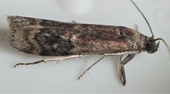 Euzophera semifuneralis