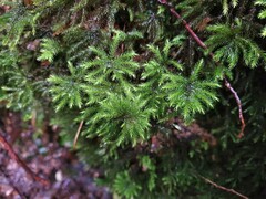 Mniodendron comosum