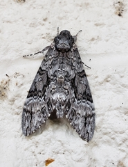 Agrius cingulata