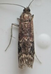 Euzophera semifuneralis