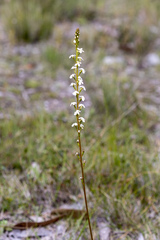 Stylidium graminifolium