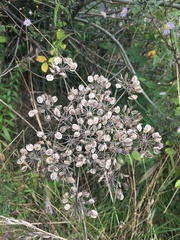 Heracleum sphondylium