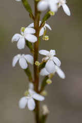 Stylidium graminifolium