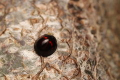 Chilocorus bipustulatus