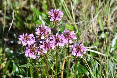 Pedicularis sudetica interioroides