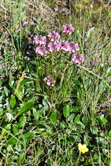 Pedicularis sudetica interioroides