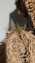 Anax parthenope julius