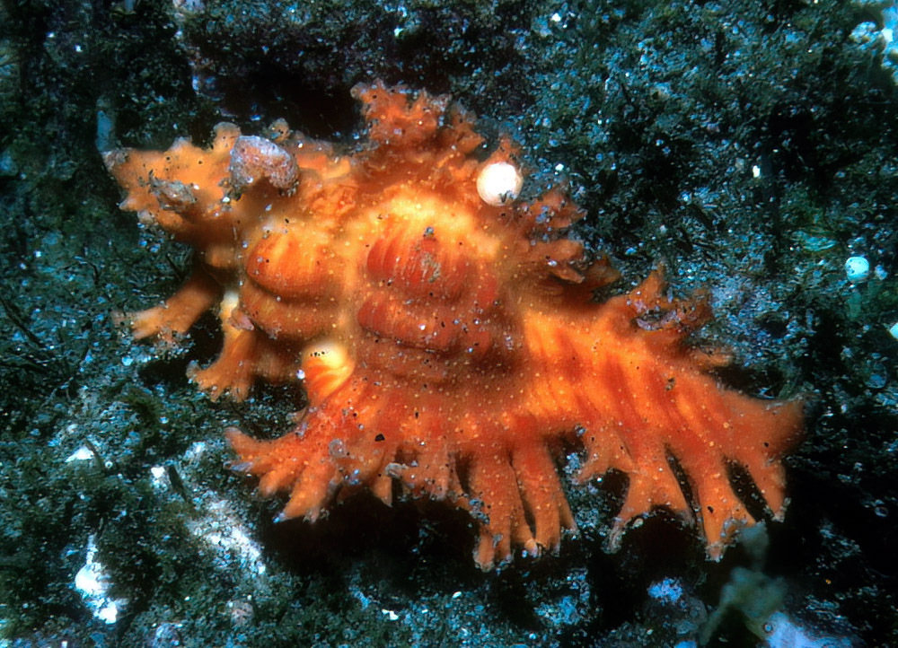 Chicoreus paini