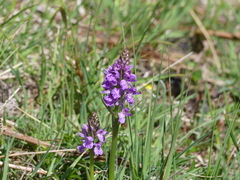 Dactylorhiza