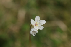Armeria pubinervis