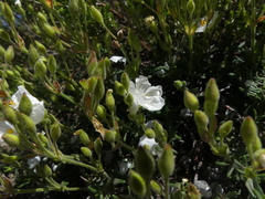 Cistus umbellatus