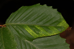 Sternorrhyncha