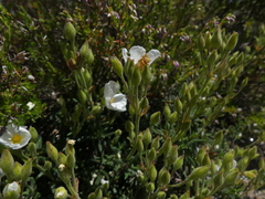 Cistus umbellatus