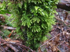 Mniodendron comosum