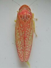 Gyponana gladia