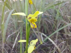 Diuris sulphurea