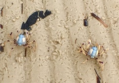 Mictyris longicarpus