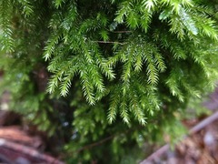 Mniodendron comosum