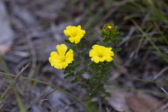 Hibbertia sericea
