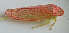 Gyponana gladia