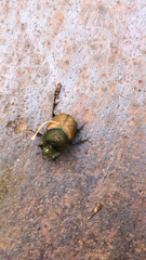 Onthophagus coenobita