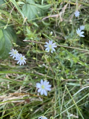 Stellaria graminea
