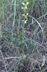 Diuris sulphurea