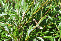 Salix phylicifolia
