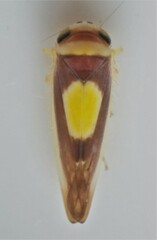 Colladonus clitellarius