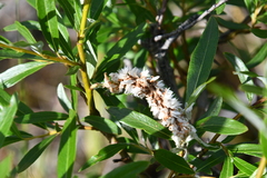 Salix phylicifolia