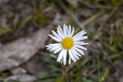 Allittia uliginosa