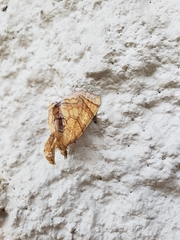 Eulithis diversilineata