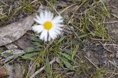 Allittia uliginosa