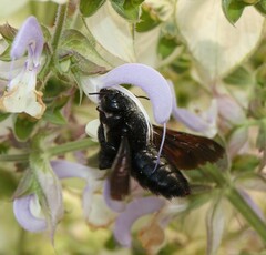 Xylocopa