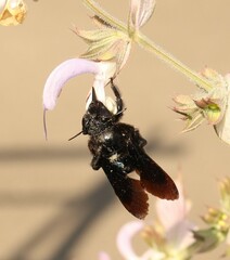 Xylocopa
