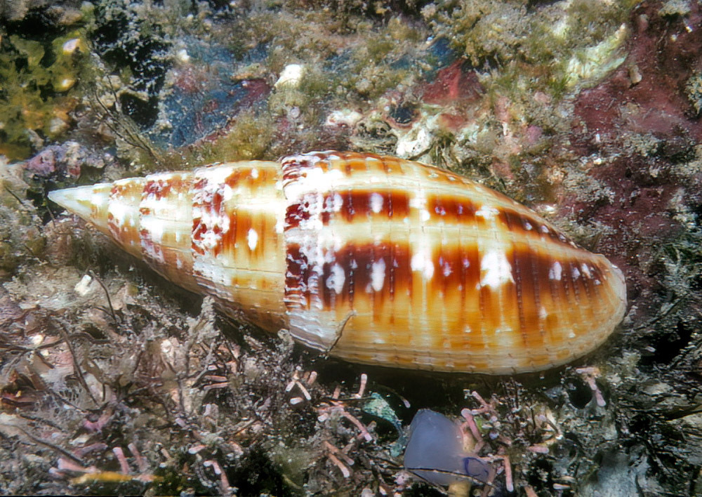 Quasimitra nubila