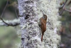 Lepidocolaptes lacrymiger