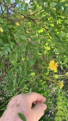 Leucaena retusa