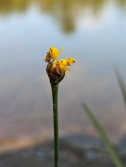 Xyris difformis