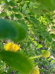 Leucaena retusa