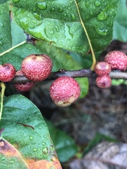 Kokkocynips imbricariae