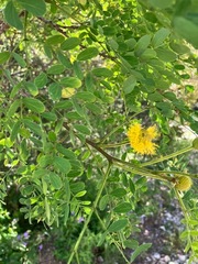 Leucaena retusa