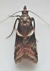 Moodna ostrinella
