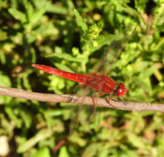 Crocothemis erythraea